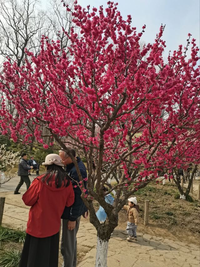 上海植物园旅行图片 1