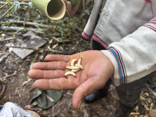 基诺山巴朵村雨林徒步旅行图片 1