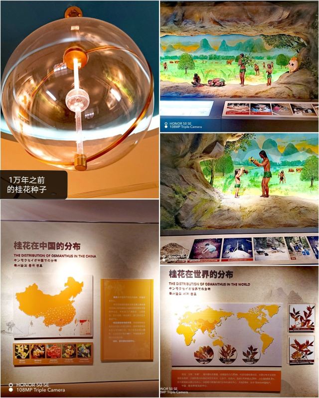 桂花公社景区旅行图片 13