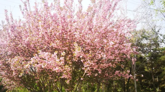 秦漢渭河湖泊濕地生態公園