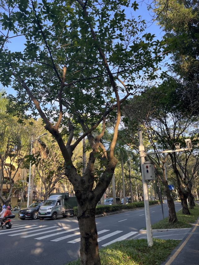 尖岗山公园旅行图片 2
