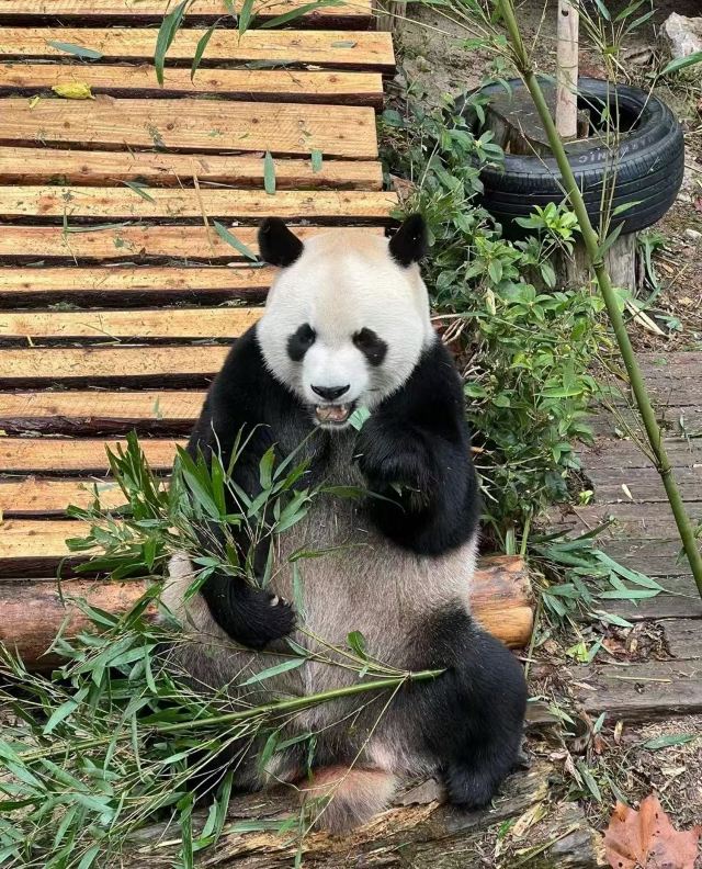 黔灵山公园旅行图片 3