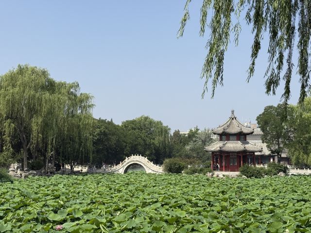 莲池书院博物馆(古莲花池)旅行图片 2
