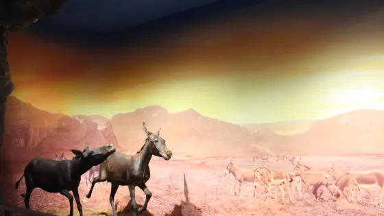 中國毛驢博物館