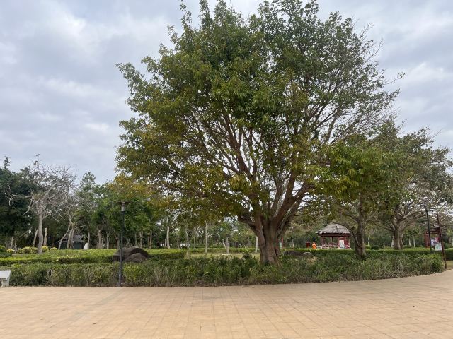 洋浦滨海公园旅行图片 10