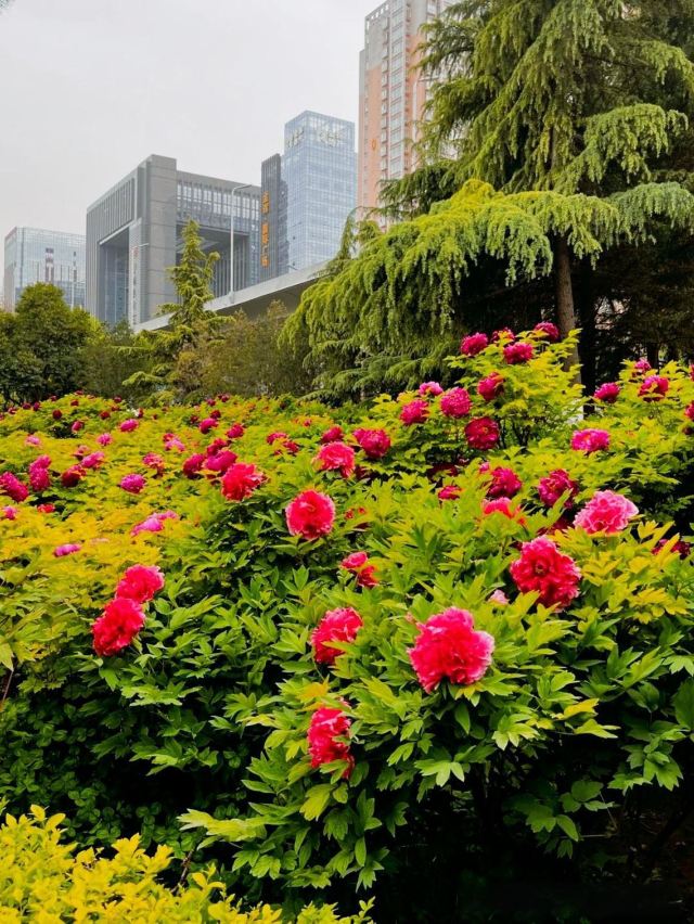西安牡丹苑旅行图片 4