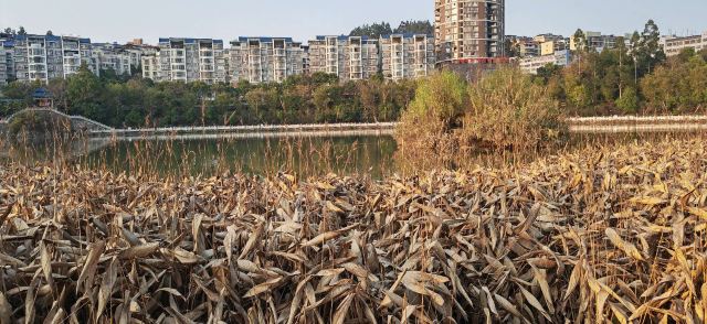 苏仙湖公园旅行图片 8
