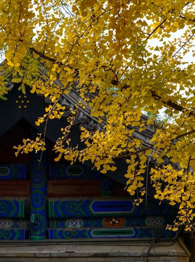 国子监旅行图片 4