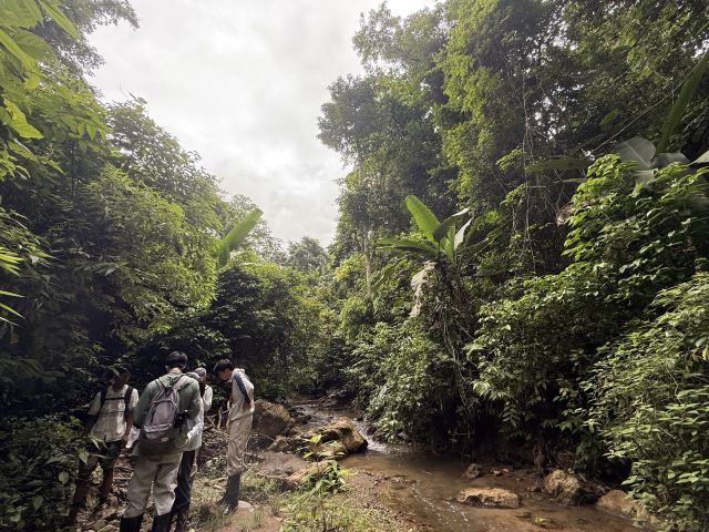 基诺山幽河谷雨林旅行图片 3