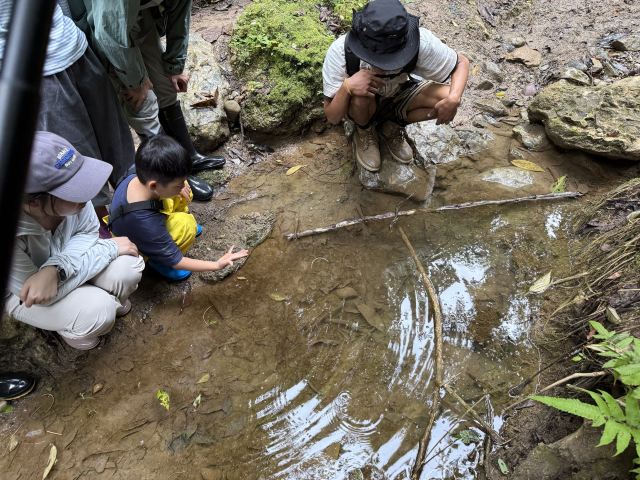 基诺山幽河谷雨林旅行图片 4