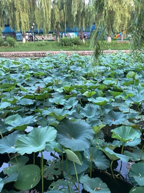 青年湖公园旅行图片 2