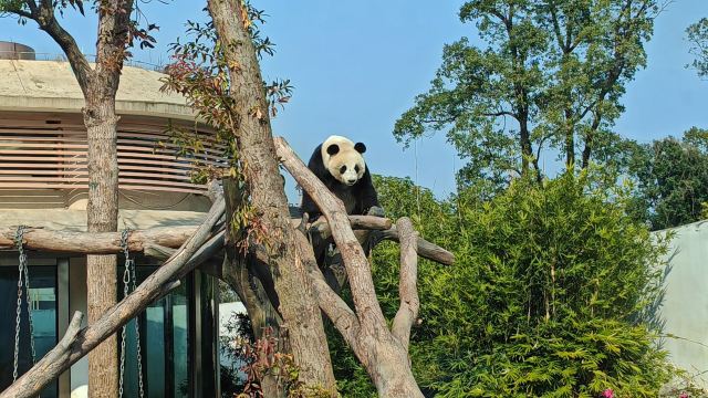 岳阳中华大熊猫苑旅行图片 2