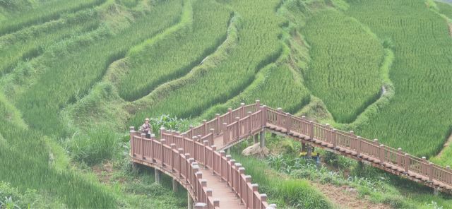 新山梯田旅行图片 8