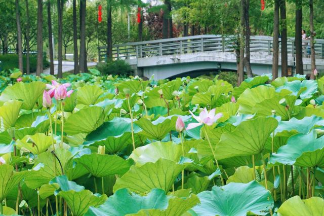 上海大宁公园旅行图片 3