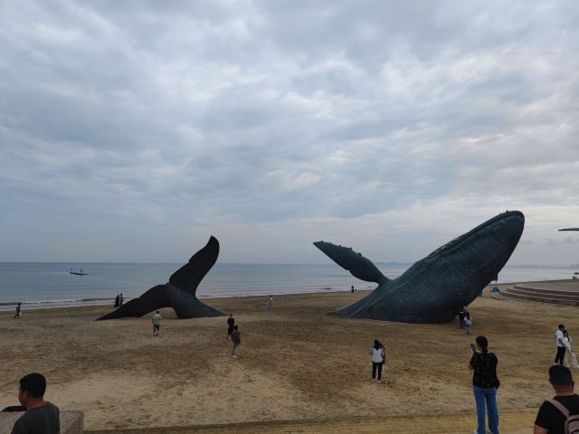 孤独的鲸旅行图片 2
