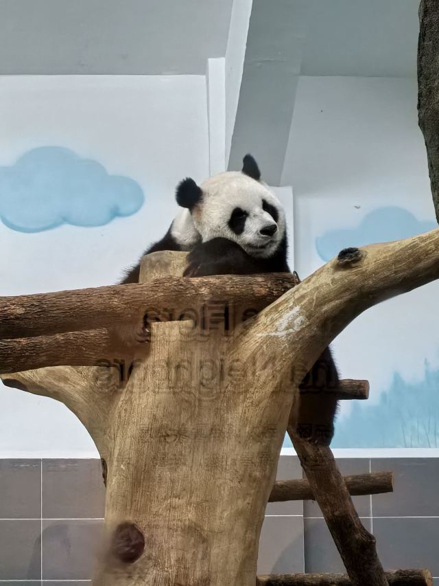大熊猫馆旅行图片 3