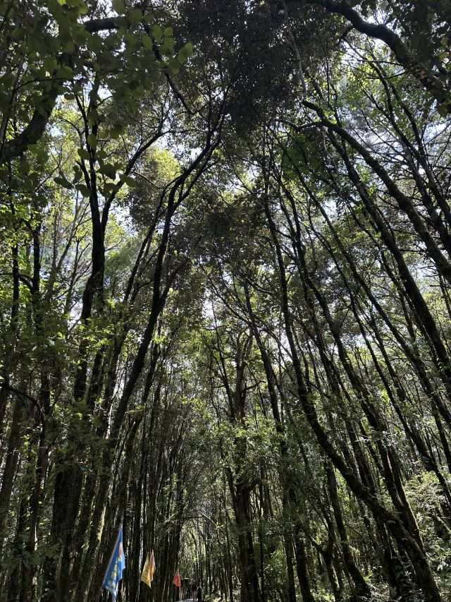 巍宝山景区旅行图片 4