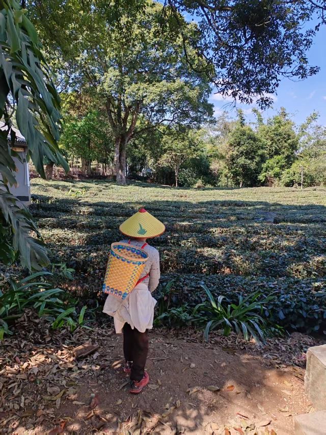 中华普洱茶博览苑旅行图片 3