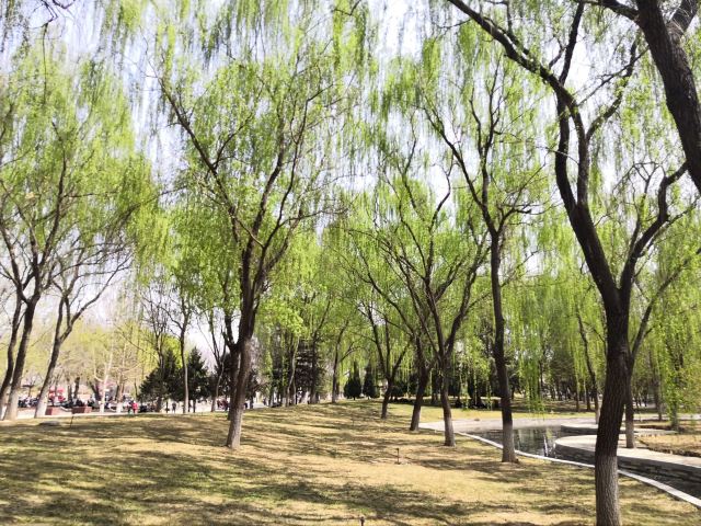 石家庄植物园旅行图片 9