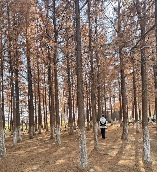 龙灵山生态公园旅行图片 6