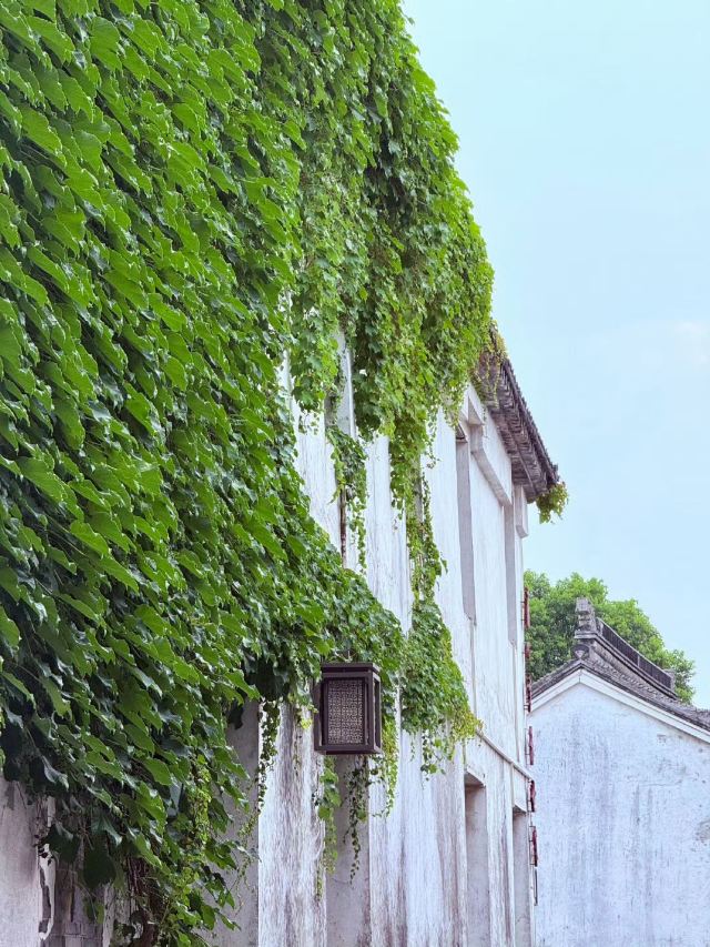 荡口古镇旅行图片 1