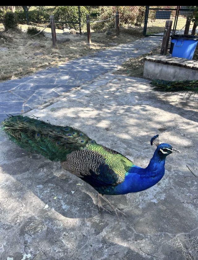 上海顾村公园旅行图片 4