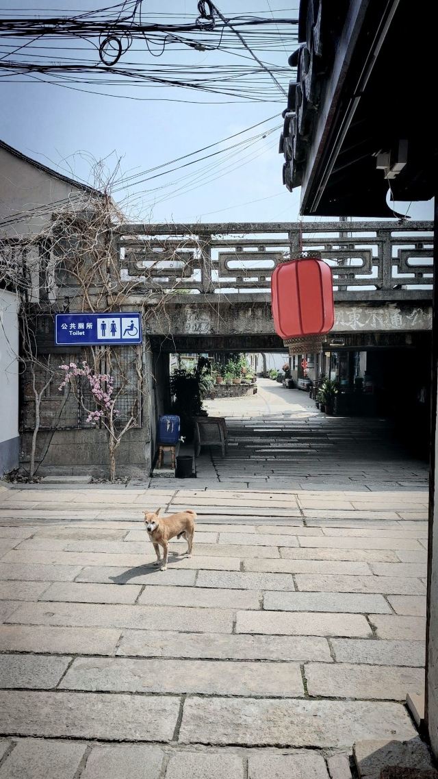 青溪老街旅行图片 2