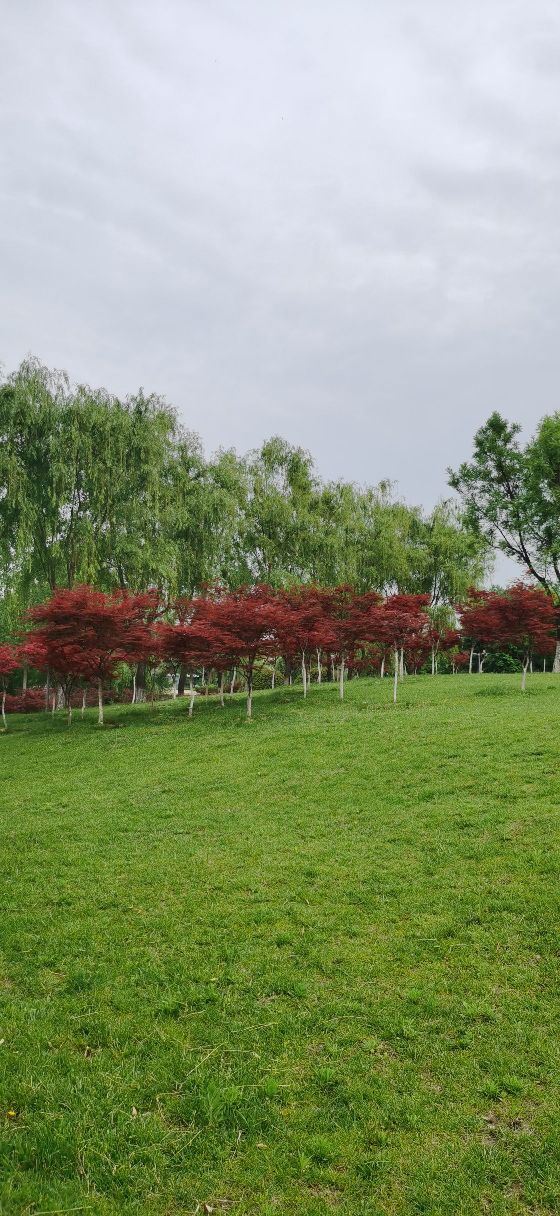 西安浐灞国家湿地公园旅行图片 4