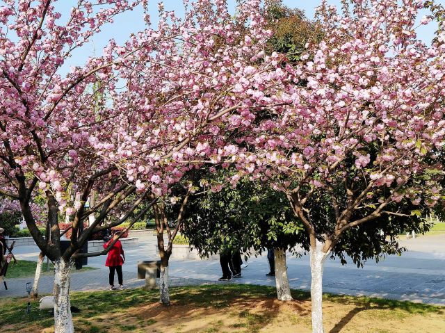 南京明故宫遗址公园旅行图片 2