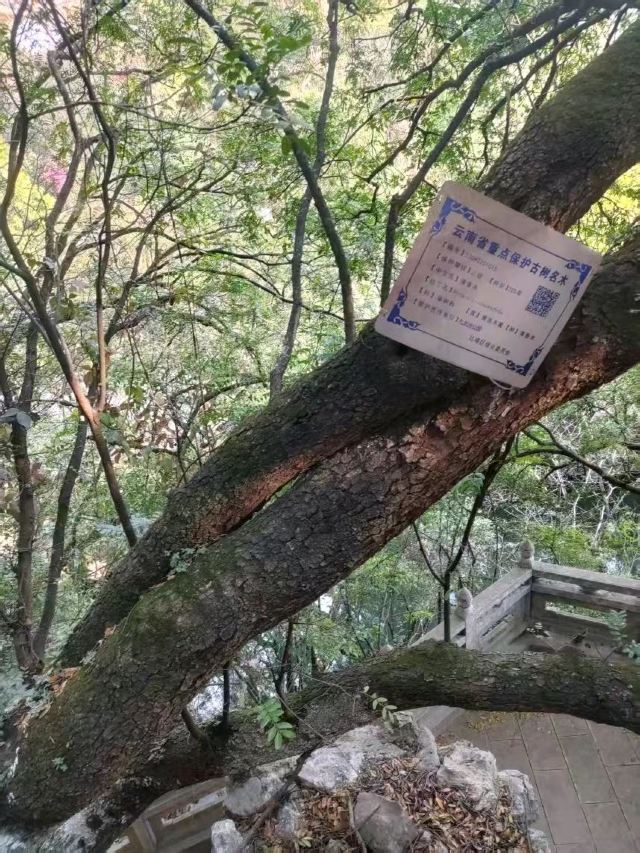 玉溪九龙池古建筑群-九龙宫旅行图片 3