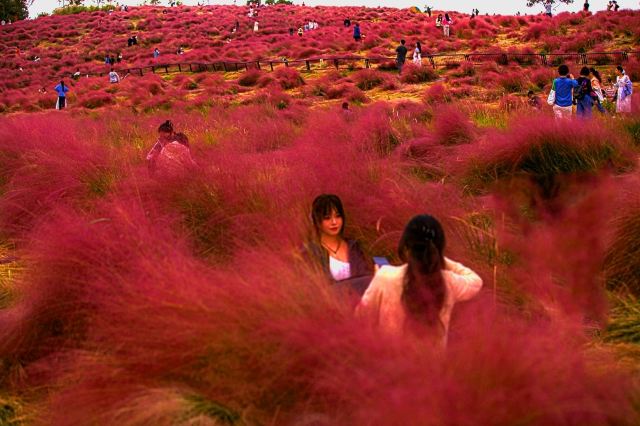 二妃山花海旅行图片 5