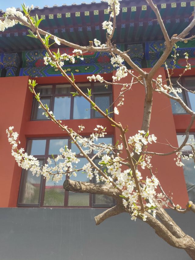 哈尔滨文庙旅行图片 6