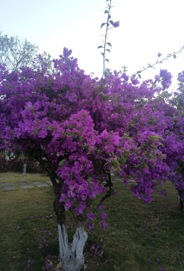 桂东植物园旅行图片 3