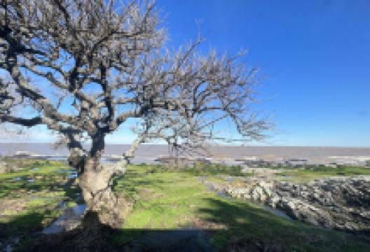 Charco Bistro美食图片