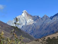 猫鼻梁-小金-桃子妖妖妖