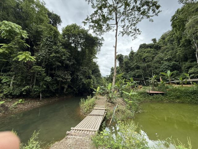 基诺山幽河谷雨林旅行图片 10
