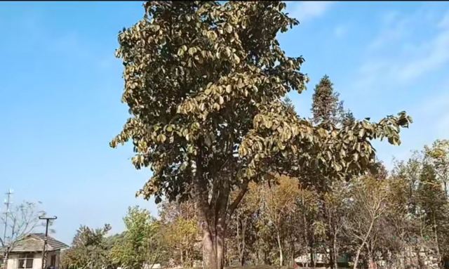 马散村景区旅行图片 5