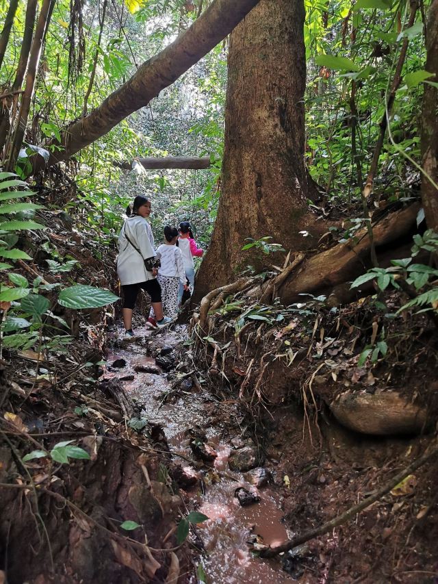 基诺山达娘雨林徒步旅行图片 6