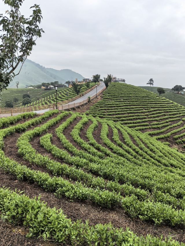 白茶原·安吉白茶观景平台旅行图片 7