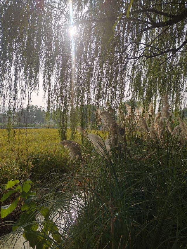 长兴太湖图影湿地文化园-观景塔旅行图片 2