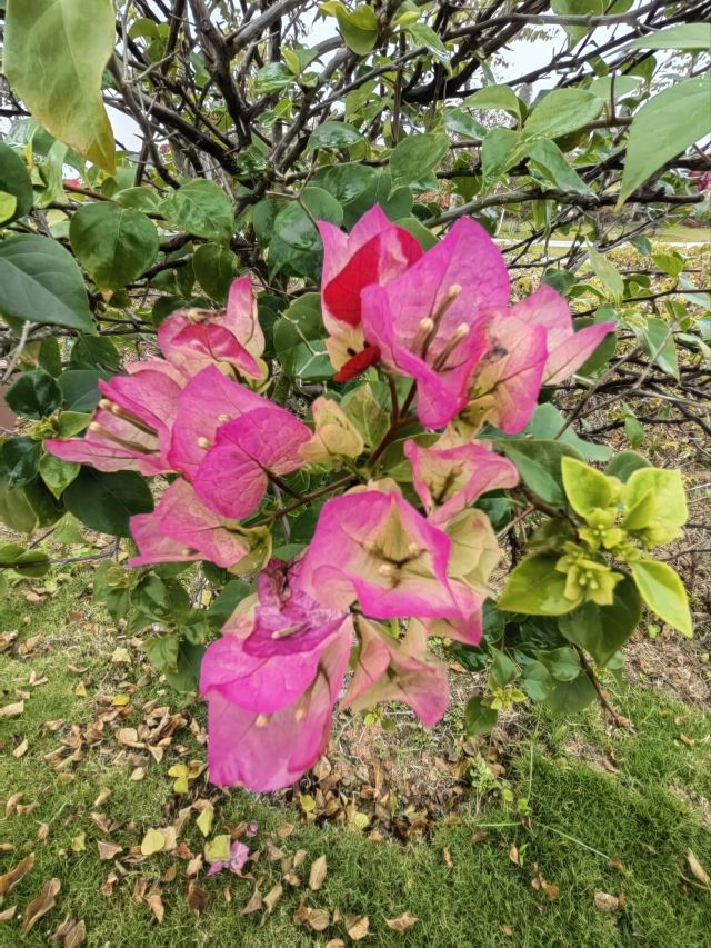 马銮湾环湾带状公园旅行图片 5