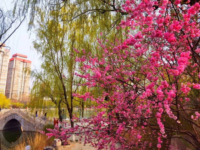 文瀛公园旅行图片 9
