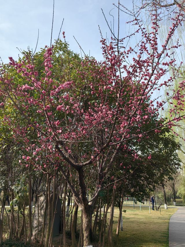 西安城市运动公园旅行图片 9