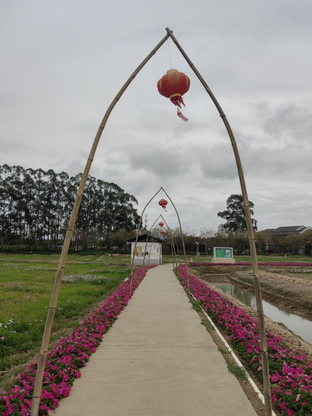 华阳湖国家湿地公园旅行图片 7