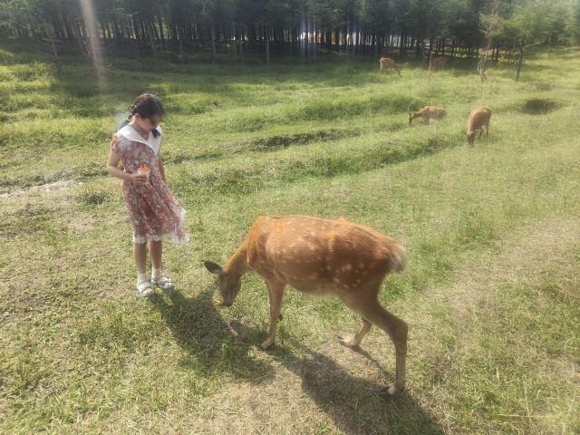 乌兰布统达瓦鄂温克驯鹿部落旅行图片 1