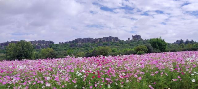 乃古石林风景区旅行图片 1