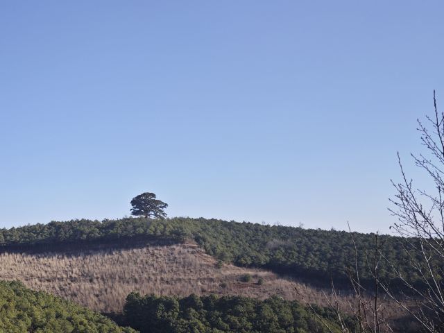 红土地千年老龙树(暂停开放)旅行图片 4