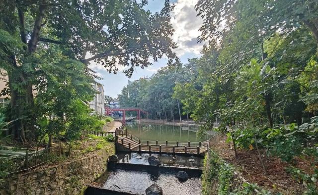 西双版纳南药园旅行图片 13