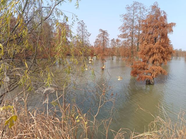 池杉湖国家湿地公园旅行图片 3