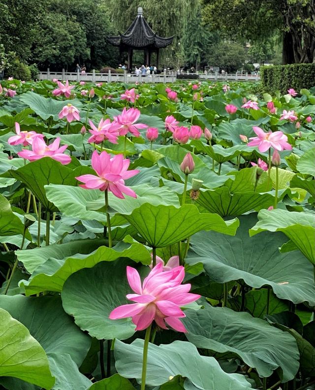 莫愁湖公园旅行图片 3